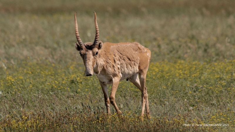 Фото ©️ Tengrinews.kz / Турар Казангапов