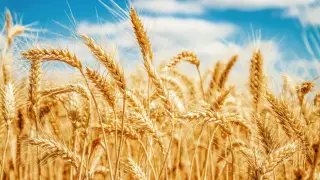 Казахстан вводит запрет на ввоз пшеницы до конца года