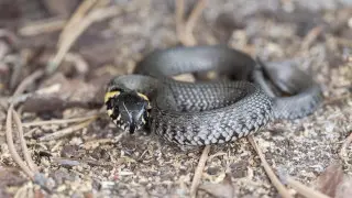 Неожиданных гостей обнаружили жители Астаны и Шымкента