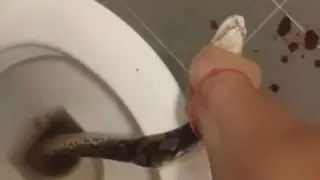 Змея вылезла из унитаза и укусила мужчину в Таиланде