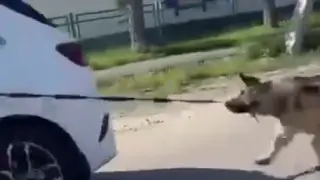 Видео с привязанной к авто собакой объяснила ее хозяйка