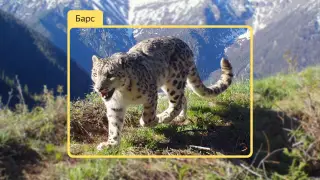 Как нейросети помогают сохранять снежных барсов