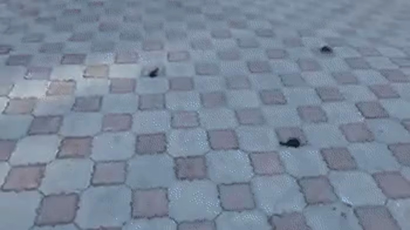 Кадры из видео