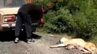 “Зачем так мучить“: мужчина волочил собаку по земле, привязав к машине