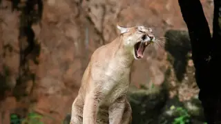 Пума напала на пятилетнего ребенка в популярном парке