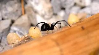 Алматинец обнаружил каракурта возле дома: что говорит эксперт