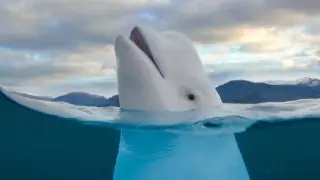 Расследование смерти кита-шпиона в Норвегии: он не был застрелен