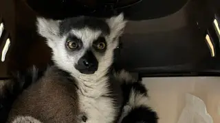 Россиянка пыталась провезти в Казахстан лемура