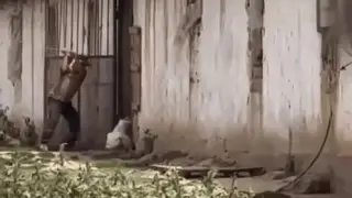 Жестокое избиение собаки в Шымкенте: суд вынес решение