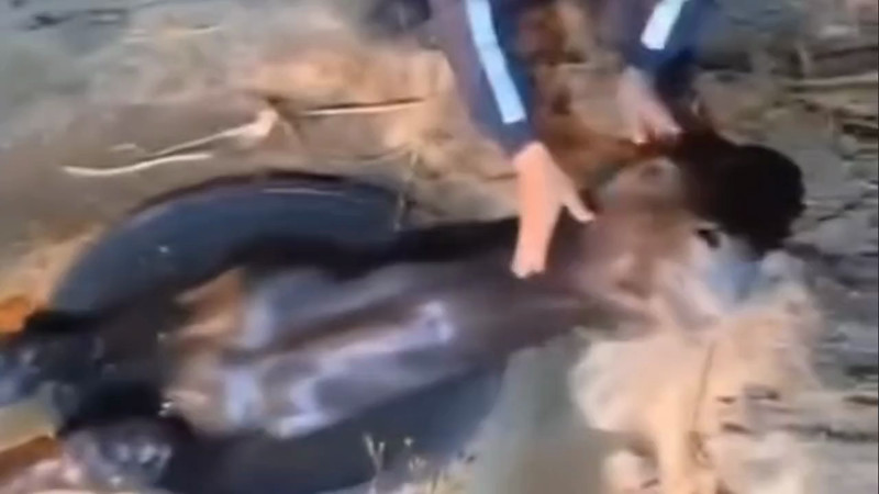 Кадры из видео