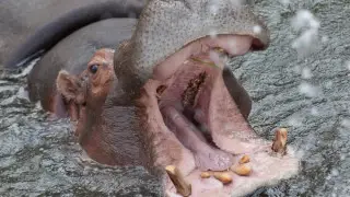 Мужчина чудом выжил после нападения бегемота