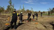 В Караганде за один день высадили тысячу пирамидальных тополей