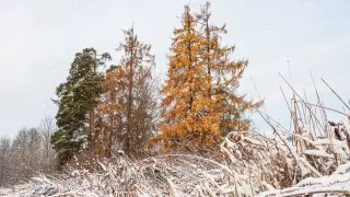 Снег, метель и гололед: погода в Астане и Алматы на 3 дня