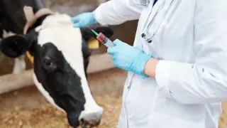 Тысячи голов скота отправили на убой из-за бруцеллеза на западе Казахстана