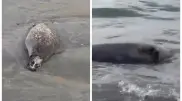 Туши тюленей вынесло на берег Каспийского моря в Актау