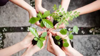 95 миллионов деревьев высадят в Акмолинской области к 2027 году