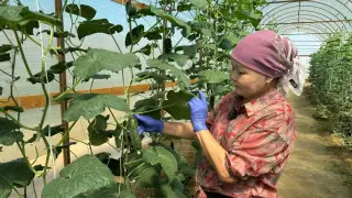 Проект “Ауыл аманаты“ в Кызылорде: новые рабочие места и поддержка агробизнеса