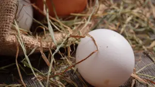 Курица или яйцо? Ученые выяснили, что появилось раньше