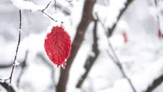 Накроют туманы и метели: погода в Астане и Алматы на три дня