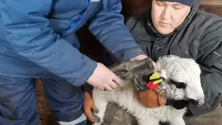 Акмолинская область: ветеринарная служба – курс на модернизацию