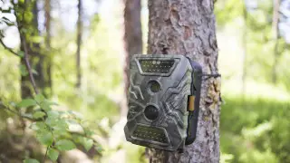 Такие разные семьи: новая “добыча“ фотоловушки в Алматинской области