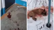 “Весь подъезд в крови“. Неизвестный зарезал собаку в Рудном