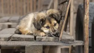Из-за чипирования казахстанцы стали выбрасывать питомцев на улицу - депутат