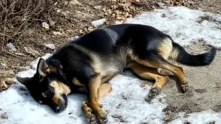 Жители Уральска жалуются на убийство собак ядовитыми дротиками