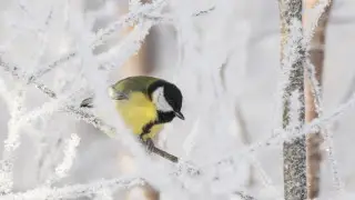 Антициклон принесет в Казахстан морозы до 23 градусов