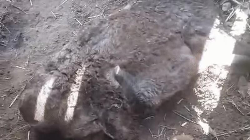 Кадры из видео