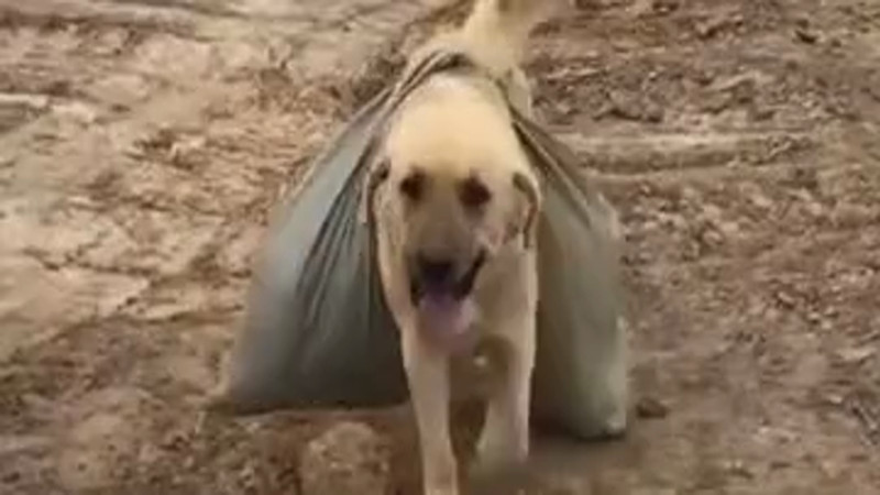 Кадры из видео