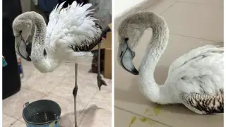 Для спасенного в Актобе фламинго нашли дом