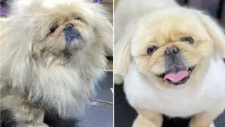 Стиль панды и лапакюр: как сделать питомца звездой Instagram и не пострадать