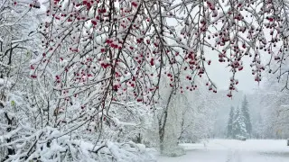 Какой будет погода в Алматы и Астане 17-19 декабря