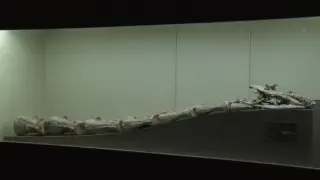 Китайские ученые открыли новый вид динозавра