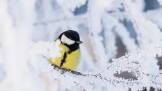 Морозы крепчают: погода в Алматы и Астане на выходные