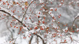 Снег и метель - погода в Алматы и Астане на выходные