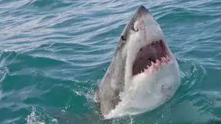 Акула атаковала туристов на пляже Египта, один человек погиб