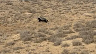 Уникальный снимок редкого хищника сняли в Устюртском заповеднике