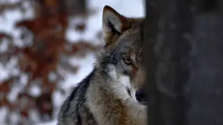 Швеция позволяет убивать 10 процентов волков в стране: зоозащитники подали жалобу в ЕС