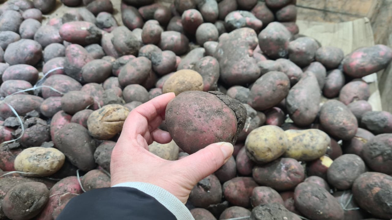 В регионах Казахстана взлетела цена на картофель / Фото ©️ Tengrinews.kz