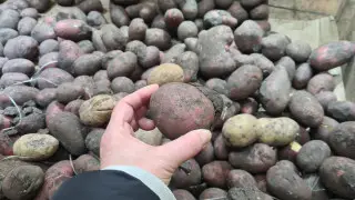 В регионах Казахстана взлетела цена на картофель