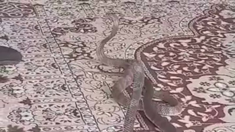 Кадры из видео