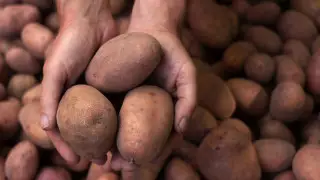 “Стоит 322, покупал по 433 тенге“ - у чиновника не сошлись цифры по цене картофеля в Казахстане