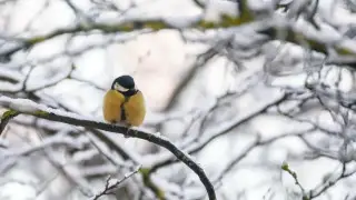 Снег и 25-градусные морозы: погода в Астане с 31 января по 2 февраля