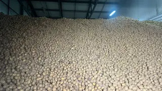 4 килограмма в одни руки: продажу картофеля ограничили на западе Казахстана