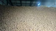 4 килограмма в одни руки: продажу картофеля ограничили на западе Казахстана