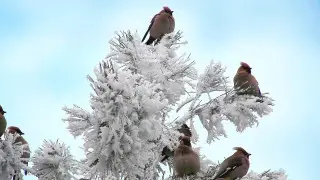 Снег и 20-градусные морозы: погода в Астане на 7-9 февраля