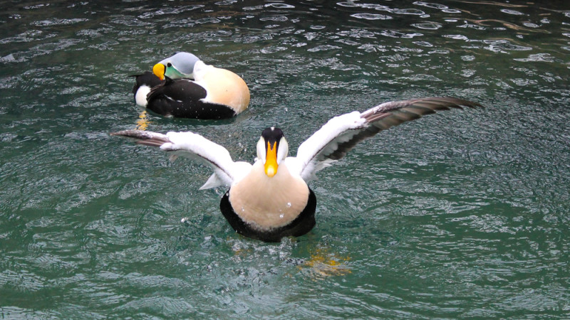 Фото:depositphotos.com / Фото автора MarinaVerenicz