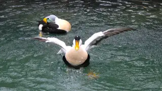 Вспышка птичьего гриппа в США: пернатые гибнут в зоопарках Нью-Йорка